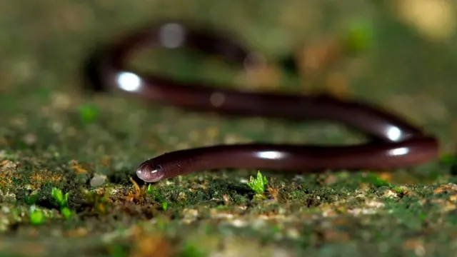 Браминский слепун (Ramphotyphlops braminus)