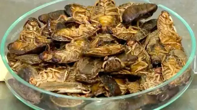 कॉक्रोच ब्रेड