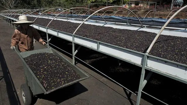 Producción de café en Brasil.