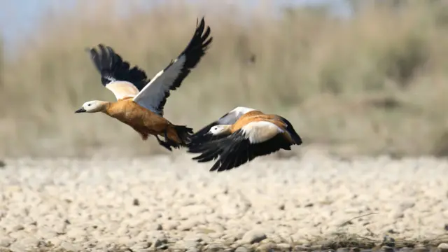 जलपक्षी