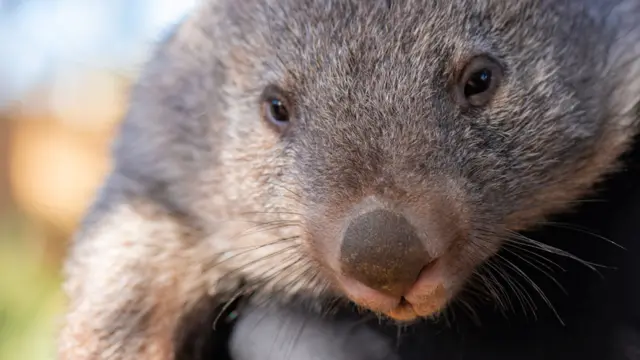 Wombat
