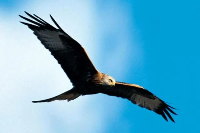 ब्रिटेन की लाल चील