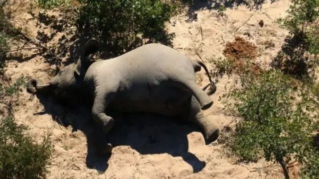动物世界：非洲大象成群神秘死亡之谜- BBC 英伦网