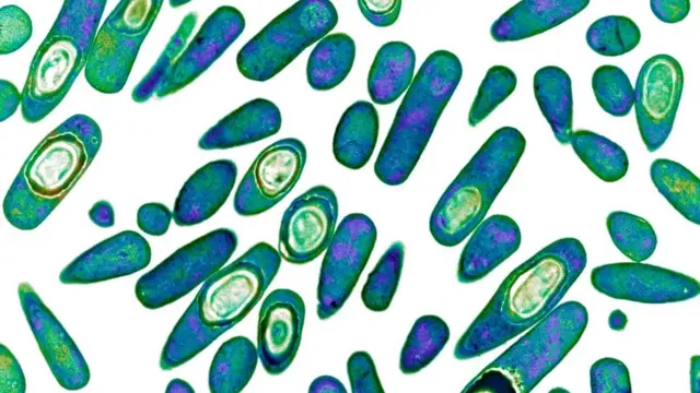 Bactéria Clostridium difficile