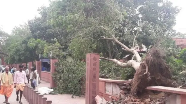 તોફાનથી પ્રભાવિત વિસ્તારમાં તૂટી પડેલા વૃક્ષ