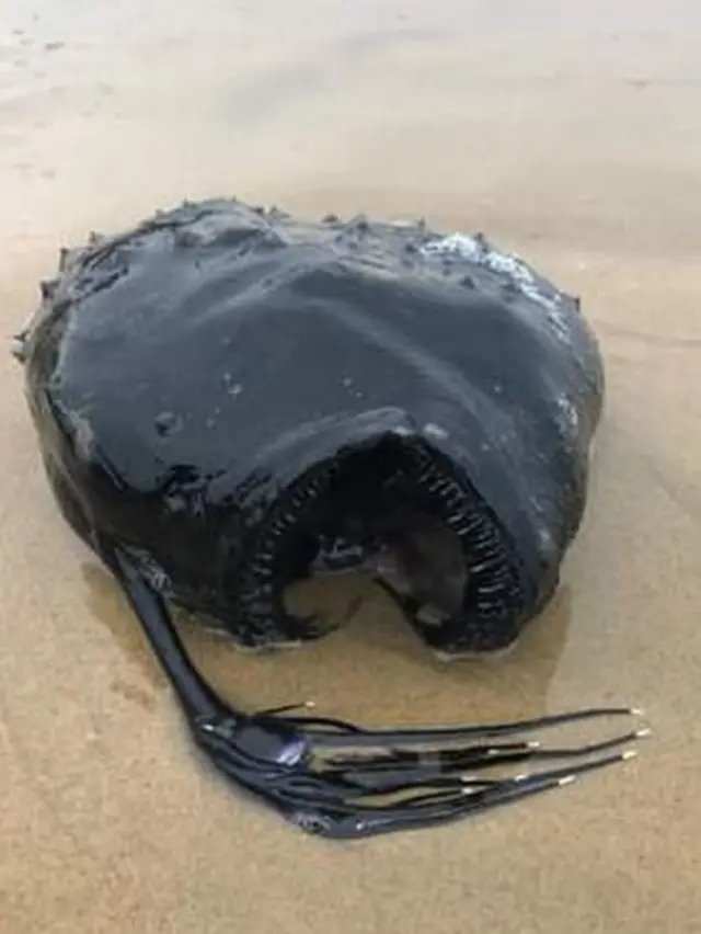 عکس لاشه ماهی انجل پیدا شده