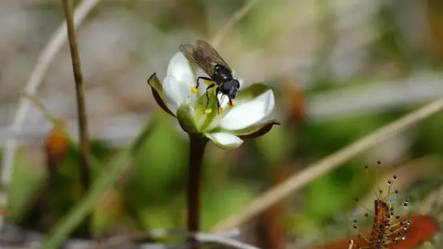 النباتات آكلة الحشرات