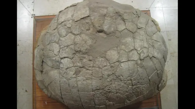 Черепахи вида Titanochelon были крупнее, чем современные гигантские сухопутные черепахи