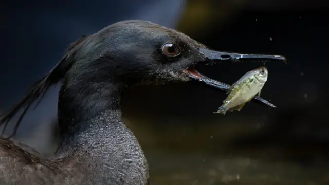 Pato-mergulhão comendo peixe