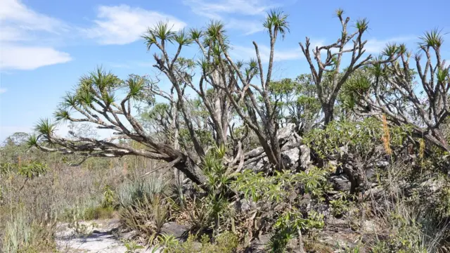 Vegetação do cerrado