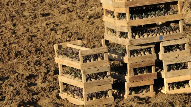 Саженцы картофеля