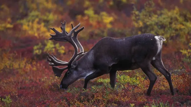 Северный олень