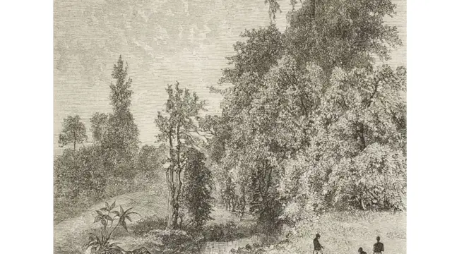 በኢትዮጵያ (ከአውሮፓውያኑ 1862-1863) ከተደረገ የጉዞ ጆርናል ላይ የተወሰደ የዛፍ ምስል