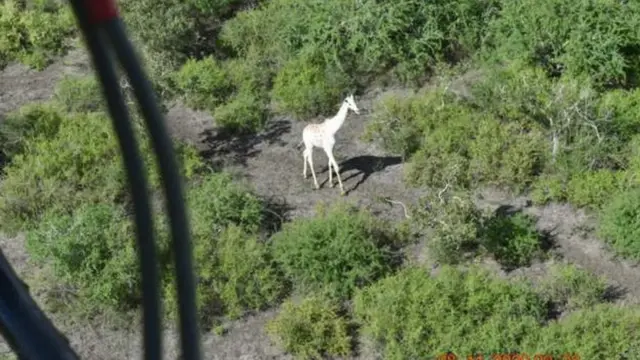 Última girafa branca do mundo