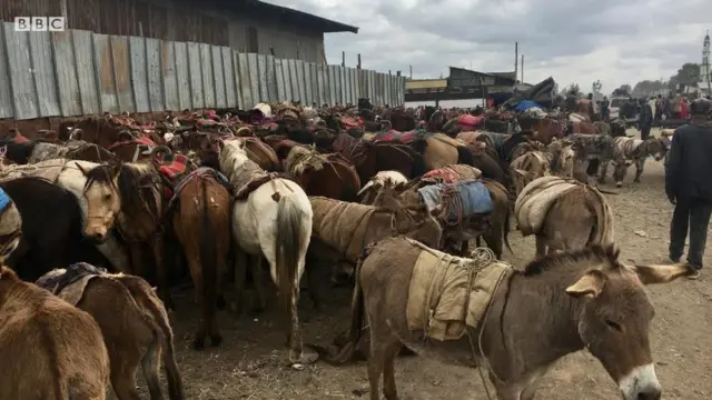 Harrootaafi faradoo bakka gabaatti