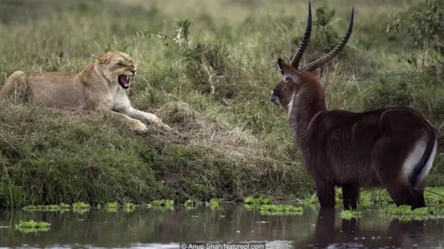 Heyvanlar öz təbii təqibçilərindən boş yerə qorxmurlar