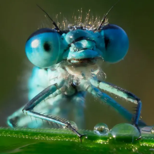 Ojos de una libélular