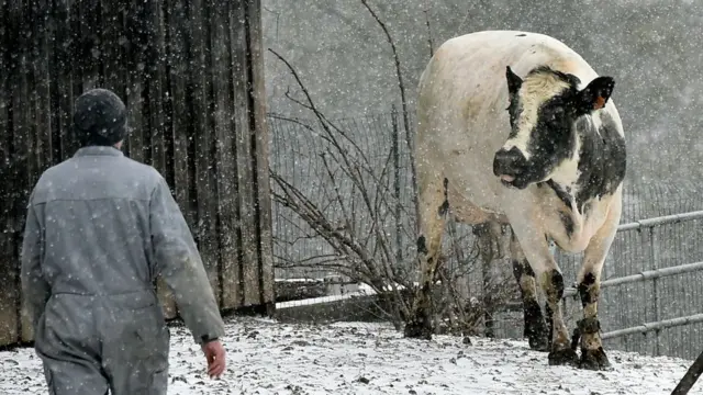 Тваринництво