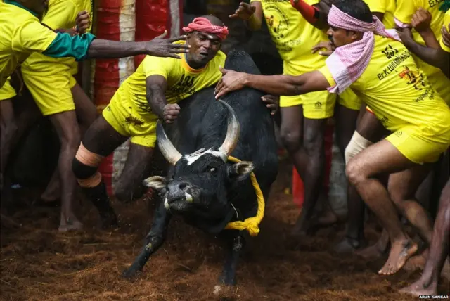 जल्लीकट्टू