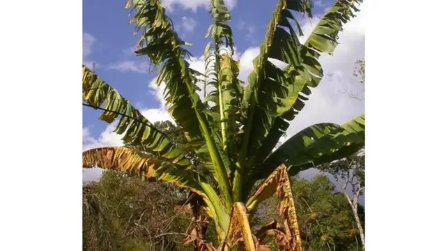 Ni miongoni mwa ndizi chache za Madagascar zilizosalia porini