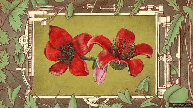 La fleur de bombax - pour certains, un morceau de beauté bienvenu dans une année difficile.