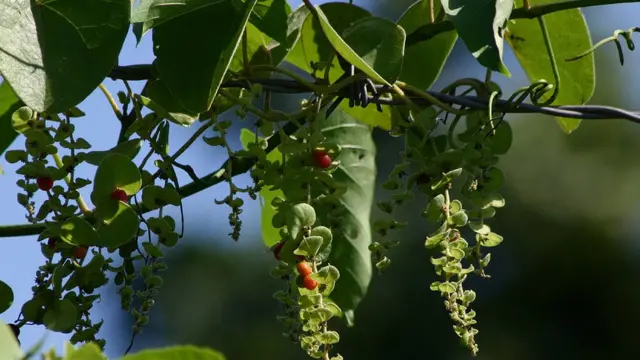 Cissampelos mucronata