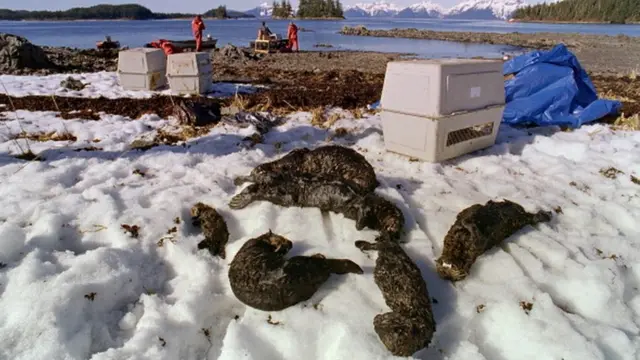 Розлив нафти з судна Exxon Valdez на Алясці, США, 1989 рік