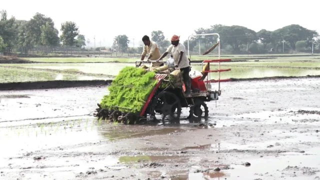 వరి సాగు