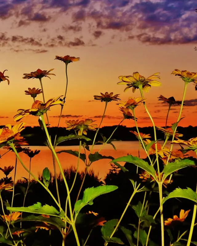 Blooming yellow daises complement the warm orange sunset