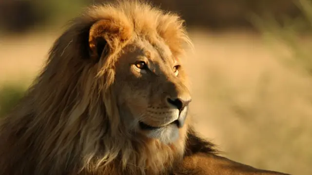 சிங்கம்