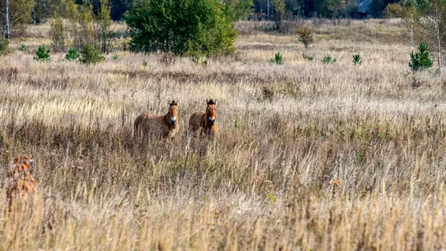 Отсутствие людей положительно сказывается на биоразнообразии - сегодня зона отчуждения населена самыми разными животными