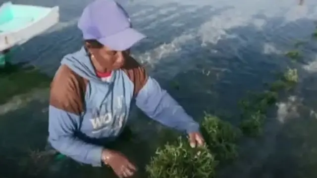Petani rumput laut NTT.
