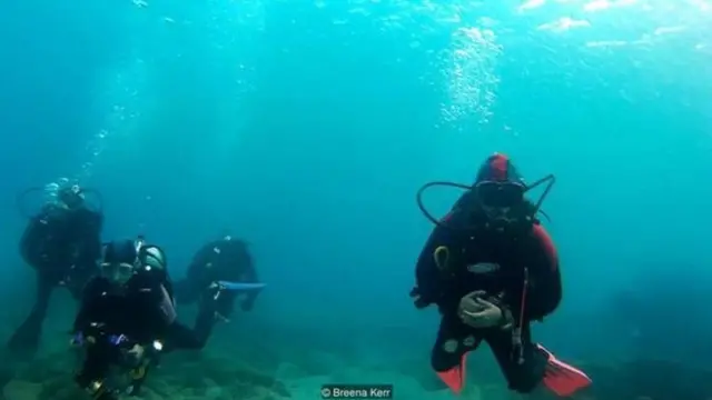 गोताखोर