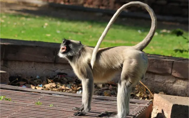 વાંદરાઓ ગલુડિયાંઓને ઉંચા ઝાડ કે ઉંચા મકાનોની છત પર લઈ જતા હતા