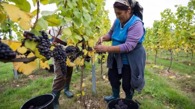 葡萄酒庄园工人