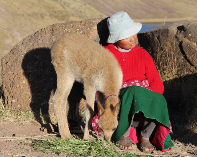 Niña del altiplano en el lago Titicaca con alpaca bebé.