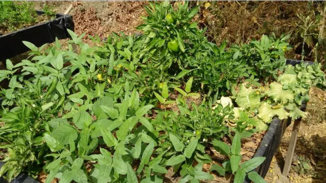 La réussite de la production passe avant tout par la qualité de la terre sur la table.