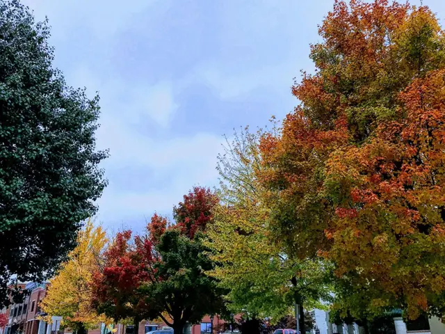Autumn trees