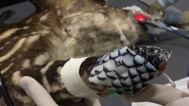 Filhoteslots vencedores 2024anta sendo tratado com peleslots vencedores 2024tilápia