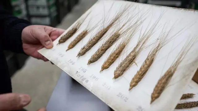 100 йиллик буғдой архиви.