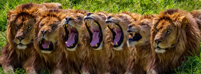 Secuencia que muestra el bostezo de un león