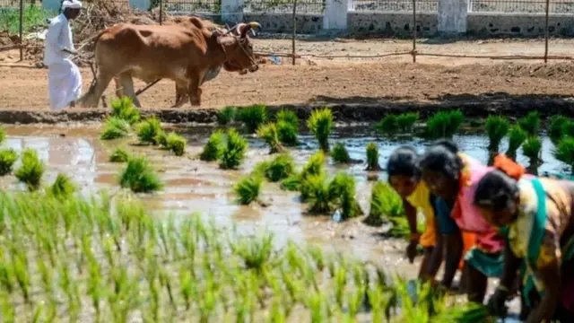 விவசாயம்