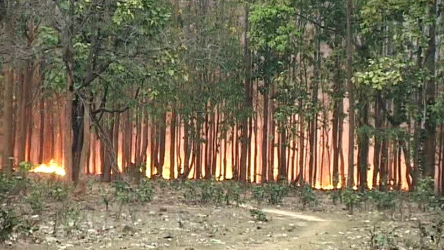 जंगल में आग