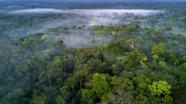 The Amazon rainforest