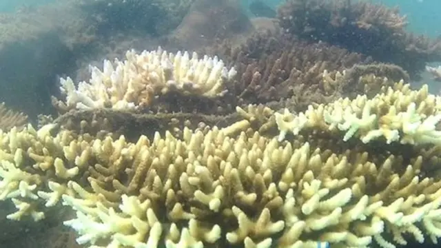 யாழ் கடலில் புதிய வகை பவளப் பாறைகள்