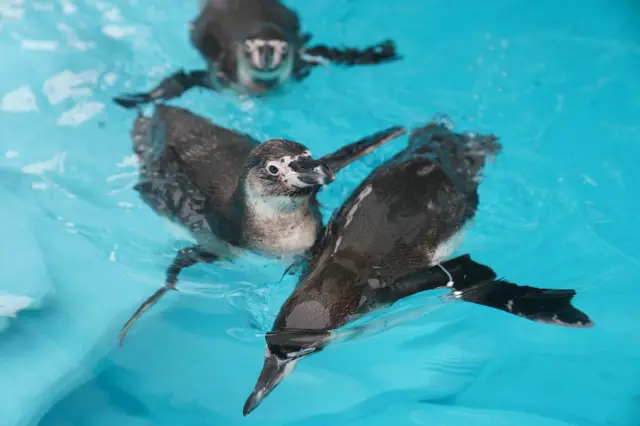 pingvini beograd pingvinarijum