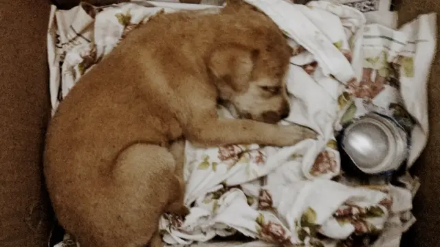 Чапати в первый день после спасения