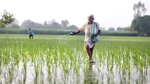 Dois agricultores trabalhamfree spin vbetplantação na Índia