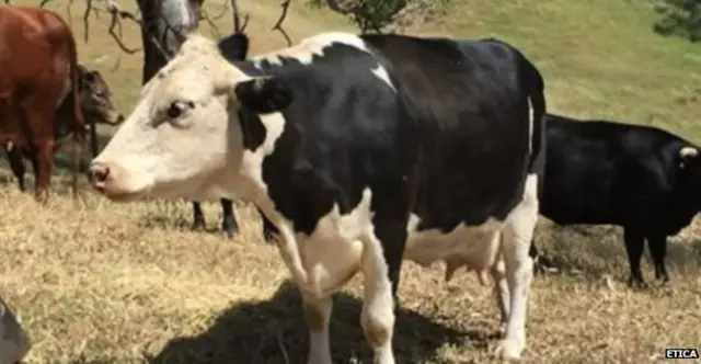 गाय, ऑस्ट्रेलिया, रेस्टोरेंट, मांस, सोशल मीडिया