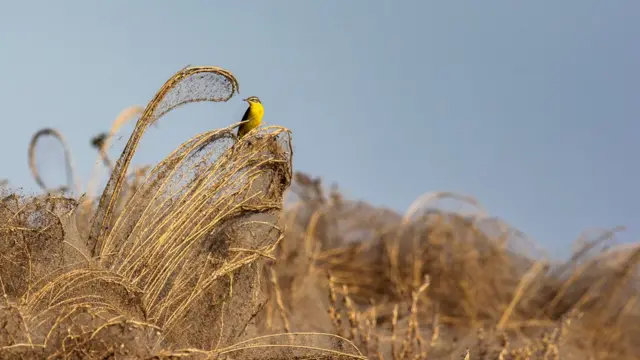 Побережье в паутине